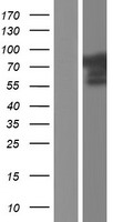 CACNB2 Protein - Western validation with an anti-DDK antibody * L: Control HEK293 lysate R: Over-expression lysate