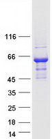 CACNB3 / Cavbeta3 Protein - Purified recombinant protein CACNB3 was analyzed by SDS-PAGE gel and Coomassie Blue Staining