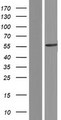 CACNB4 Protein - Western validation with an anti-DDK antibody * L: Control HEK293 lysate R: Over-expression lysate