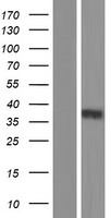 CACNG3 Protein - Western validation with an anti-DDK antibody * L: Control HEK293 lysate R: Over-expression lysate