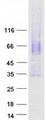 CACNG5 Protein - Purified recombinant protein CACNG5 was analyzed by SDS-PAGE gel and Coomassie Blue Staining