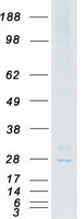 CACNG6 Protein - Purified recombinant protein CACNG6 was analyzed by SDS-PAGE gel and Coomassie Blue Staining