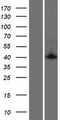 CACUL1 / Cullin Protein - Western validation with an anti-DDK antibody * L: Control HEK293 lysate R: Over-expression lysate