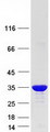 CACYBP Protein - Purified recombinant protein CACYBP was analyzed by SDS-PAGE gel and Coomassie Blue Staining