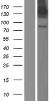 CADPS Protein - Western validation with an anti-DDK antibody * L: Control HEK293 lysate R: Over-expression lysate