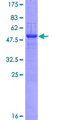 CADPS Protein - 12.5% SDS-PAGE of human CADPS stained with Coomassie Blue