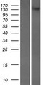 CADPS2 Protein - Western validation with an anti-DDK antibody * L: Control HEK293 lysate R: Over-expression lysate