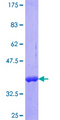 CALB2 / Calretinin Protein - 12.5% SDS-PAGE Stained with Coomassie Blue.