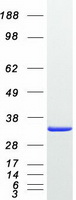 CALB2 / Calretinin Protein - Purified recombinant protein CALB2 was analyzed by SDS-PAGE gel and Coomassie Blue Staining