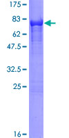 CALCOCO2 Protein - 12.5% SDS-PAGE of human CALCOCO2 stained with Coomassie Blue
