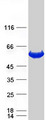 CALCOCO2 Protein - Purified recombinant protein CALCOCO2 was analyzed by SDS-PAGE gel and Coomassie Blue Staining