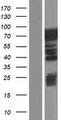 CALD1 / Caldesmon Protein - Western validation with an anti-DDK antibody * L: Control HEK293 lysate R: Over-expression lysate