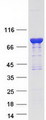 CALD1 / Caldesmon Protein - Purified recombinant protein CALD1 was analyzed by SDS-PAGE gel and Coomassie Blue Staining