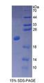 CALML3 Protein - Recombinant  Calmodulin Like Protein 3 By SDS-PAGE