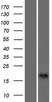 CALML6 Protein - Western validation with an anti-DDK antibody * L: Control HEK293 lysate R: Over-expression lysate