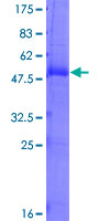 Calneuron-1 / CALN1 Protein - 12.5% SDS-PAGE of human CALN1 stained with Coomassie Blue