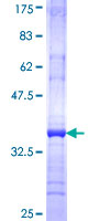 Calneuron-1 / CALN1 Protein - 12.5% SDS-PAGE Stained with Coomassie Blue.