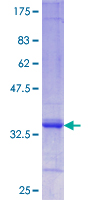 Calneuron-1 / CALN1 Protein - 12.5% SDS-PAGE Stained with Coomassie Blue.