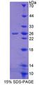 Calneuron-1 / CALN1 Protein - Recombinant Calneuron 1 By SDS-PAGE