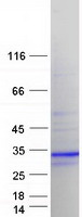 Calneuron-1 / CALN1 Protein - Purified recombinant protein CALN1 was analyzed by SDS-PAGE gel and Coomassie Blue Staining