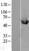 CALR / Calreticulin Protein - Western validation with an anti-DDK antibody * L: Control HEK293 lysate R: Over-expression lysate