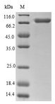 CALR / Calreticulin Protein - (Tris-Glycine gel) Discontinuous SDS-PAGE (reduced) with 5% enrichment gel and 15% separation gel.