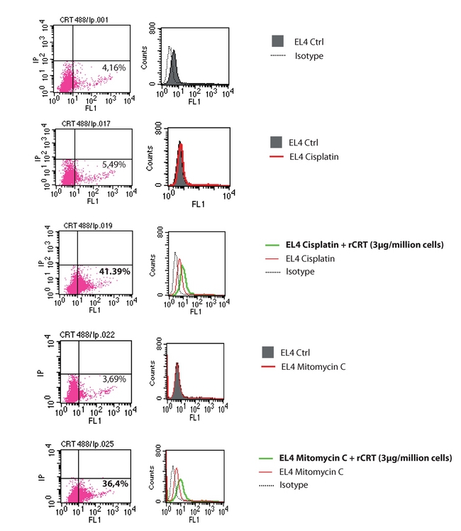 CALR / Calreticulin Protein - Flow cytometric analysis of CRT on the cell surface 3.10^5 EL4 Thymoma cells, growing in suspension in RPMI 1640 (Gibco) supplemented medium were plated in 12-well plates and treated with mitomycin C (30mM, Sanofi Aventis) or cisplatin (25mM, Sigma) for 4h. Cells were harvested, washed once with cold PBS and possibly resuspended in 200mL of cold PBS containing 1mg of recombinant Calreticulin for 30 minutesutes on ice. After one wash with cold PBS, cells were fixed in 0.25% paraformaldehyde (PFA) in PBS for 5 minutesutes. After washing again once with cold PBS, cells were incubated for 30 minutes with primary antibody, diluted in cold blocking buffer (2% FBS in PBS), followed by washing and incubation with the Alexa488-conjugated monoclonal secondary antibody in blocking buffer (30 minutes). Each sample was then analyzed by FACScan (Becton Dickinson) to identify cell-surface Calreticulin. Secondary antibody alone was used as an isotype control, and the fluorescent intensity of stained cells was gated on propridium iodide (PI) negative cells.Pictures courtesy of Prof. Guido Kroemer, INSERM, Paris.