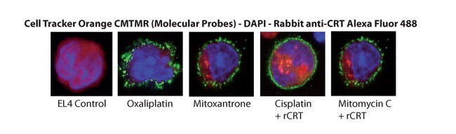 CALR / Calreticulin Protein - Immunofluorescence Cells were possibly incubated with rCRT and mitoxanthron (1mM, Sigma) treated cells were used as positive control. Pictures courtesy of Prof. Guido Kroemer, INSERM, Paris.