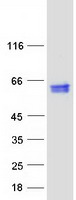 CALR / Calreticulin Protein - Purified recombinant protein CALR was analyzed by SDS-PAGE gel and Coomassie Blue Staining