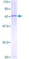 CALR3 Protein - 12.5% SDS-PAGE of human CALR3 stained with Coomassie Blue