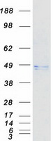 CALR3 Protein - Purified recombinant protein CALR3 was analyzed by SDS-PAGE gel and Coomassie Blue Staining