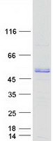 CALU / Calumenin Protein - Purified recombinant protein CALU was analyzed by SDS-PAGE gel and Coomassie Blue Staining