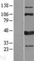 CAMK1D Protein - Western validation with an anti-DDK antibody * L: Control HEK293 lysate R: Over-expression lysate