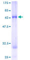 CAMK1D Protein - 12.5% SDS-PAGE of human CAMK1D stained with Coomassie Blue