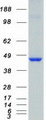 CAMK1D Protein - Purified recombinant protein CAMK1D was analyzed by SDS-PAGE gel and Coomassie Blue Staining