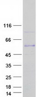 CAMK2B / CaMKII Beta Protein - Purified recombinant protein CAMK2B was analyzed by SDS-PAGE gel and Coomassie Blue Staining