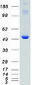 CAMK2D / CaMKII Delta Protein - Purified recombinant protein CAMK2D was analyzed by SDS-PAGE gel and Coomassie Blue Staining