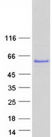 CAMK2G / CaMK II Gamma Protein - Purified recombinant protein CAMK2G was analyzed by SDS-PAGE gel and Coomassie Blue Staining