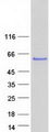 CAMK2G / CaMK II Gamma Protein - Purified recombinant protein CAMK2G was analyzed by SDS-PAGE gel and Coomassie Blue Staining