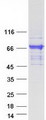 CAMKK2 Protein - Purified recombinant protein CAMKK2 was analyzed by SDS-PAGE gel and Coomassie Blue Staining