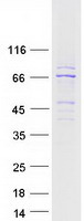 CAMKV Protein - Purified recombinant protein CAMKV was analyzed by SDS-PAGE gel and Coomassie Blue Staining