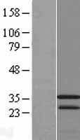 CAMLG / CAML Protein - Western validation with an anti-DDK antibody * L: Control HEK293 lysate R: Over-expression lysate