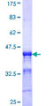 CAMLG / CAML Protein - 12.5% SDS-PAGE Stained with Coomassie Blue.