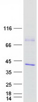 CAMLG / CAML Protein - Purified recombinant protein CAMLG was analyzed by SDS-PAGE gel and Coomassie Blue Staining