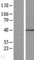 CANT1 Protein - Western validation with an anti-DDK antibody * L: Control HEK293 lysate R: Over-expression lysate