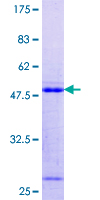 CANX / Calnexin Protein - 12.5% SDS-PAGE Stained with Coomassie Blue.