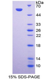 CANX / Calnexin Protein - Recombinant Calnexin By SDS-PAGE