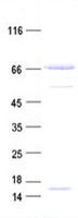 CANX / Calnexin Protein