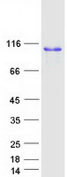 CANX / Calnexin Protein - Purified recombinant protein CANX was analyzed by SDS-PAGE gel and Coomassie Blue Staining