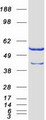 CAP1 Protein - Purified recombinant protein CAP1 was analyzed by SDS-PAGE gel and Coomassie Blue Staining